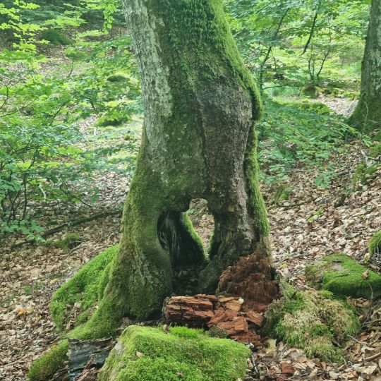 Moosbewachsener Baum im Wald – Sinnbild für Entschleunigung, Naturverbundenheit und minimalistisches Leben im Business-Alltag